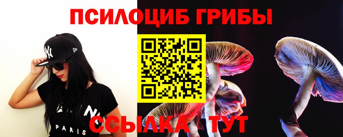 Псилоцибиновые грибы Psilocybe Ессентуки